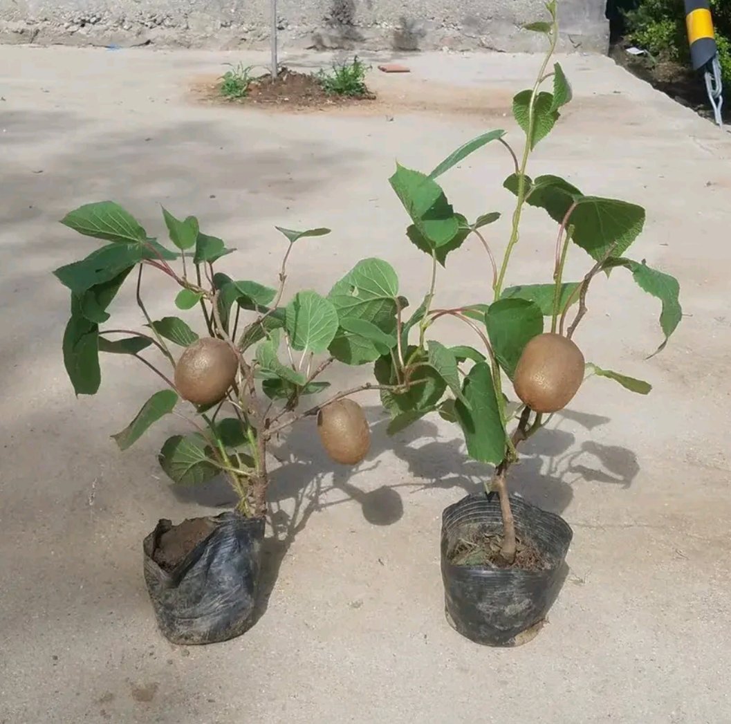 猕猴桃公母同株开花图