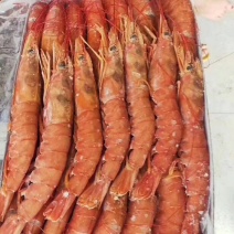 上水阿根廷红虾