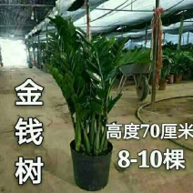 （8-10棵50元）金钱树树盆栽发财树盆栽