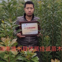 包邮乌梅孛荠杨梅树苗放心苗产量高提供技术指导