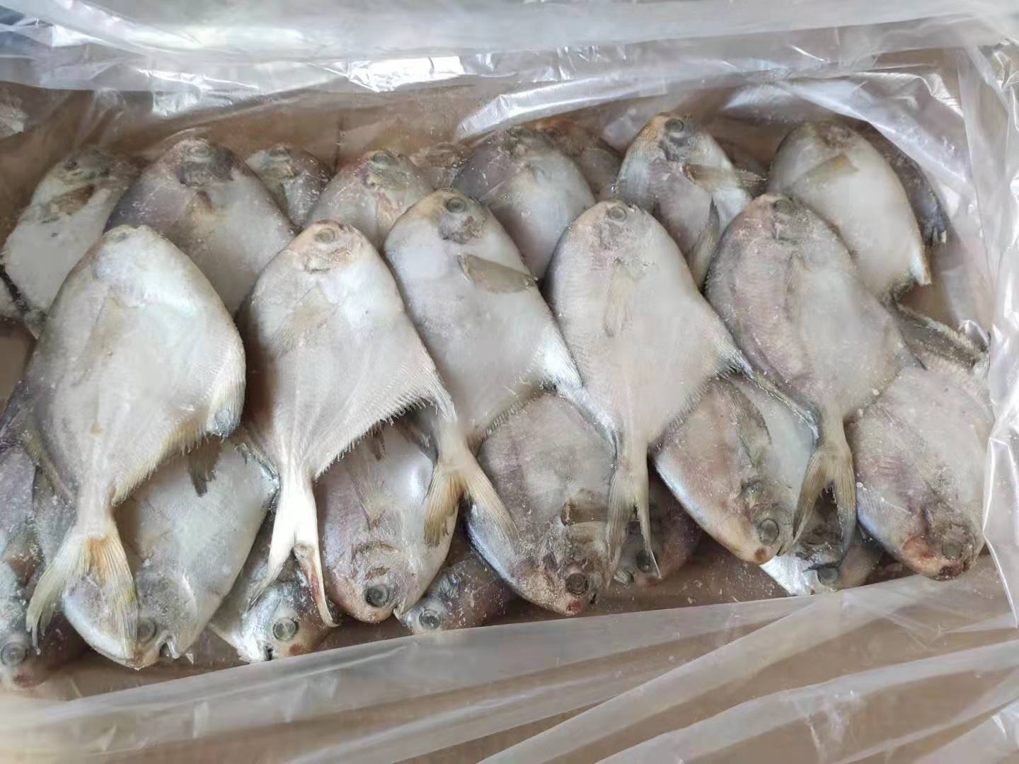 【联系我时,请说是在一亩田上看到的】 船冻鲳鱼40-60规格3.