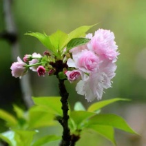 樱花苗樱花小苗樱花树苗日本晚樱苗日本晚樱小苗包邮