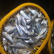 海王鱼