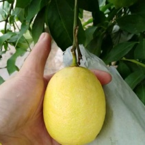 尤力柠檬苗包正品包质量欢迎放心苗大小规格都有