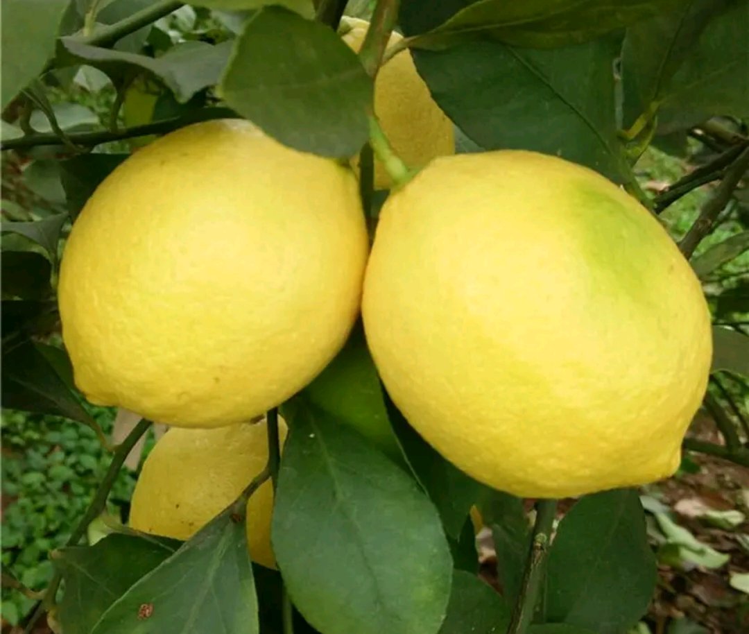 百香果柠檬饮品抗氧化实验数据图