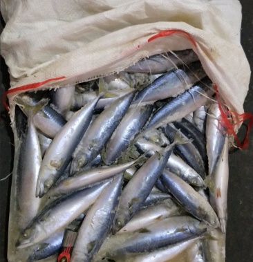 船凍5-6條一斤鮐鮁魚青佔魚青魚