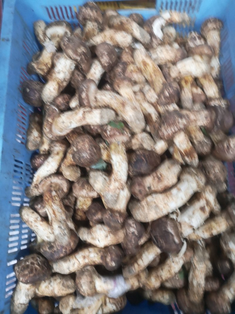 大量批发长白山松茸干片野生松茸食用菌松茸