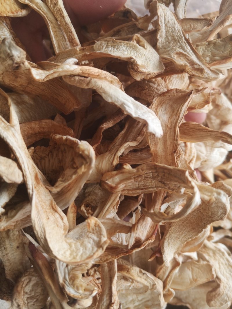 大量批发长白山松茸干片野生松茸食用菌松茸