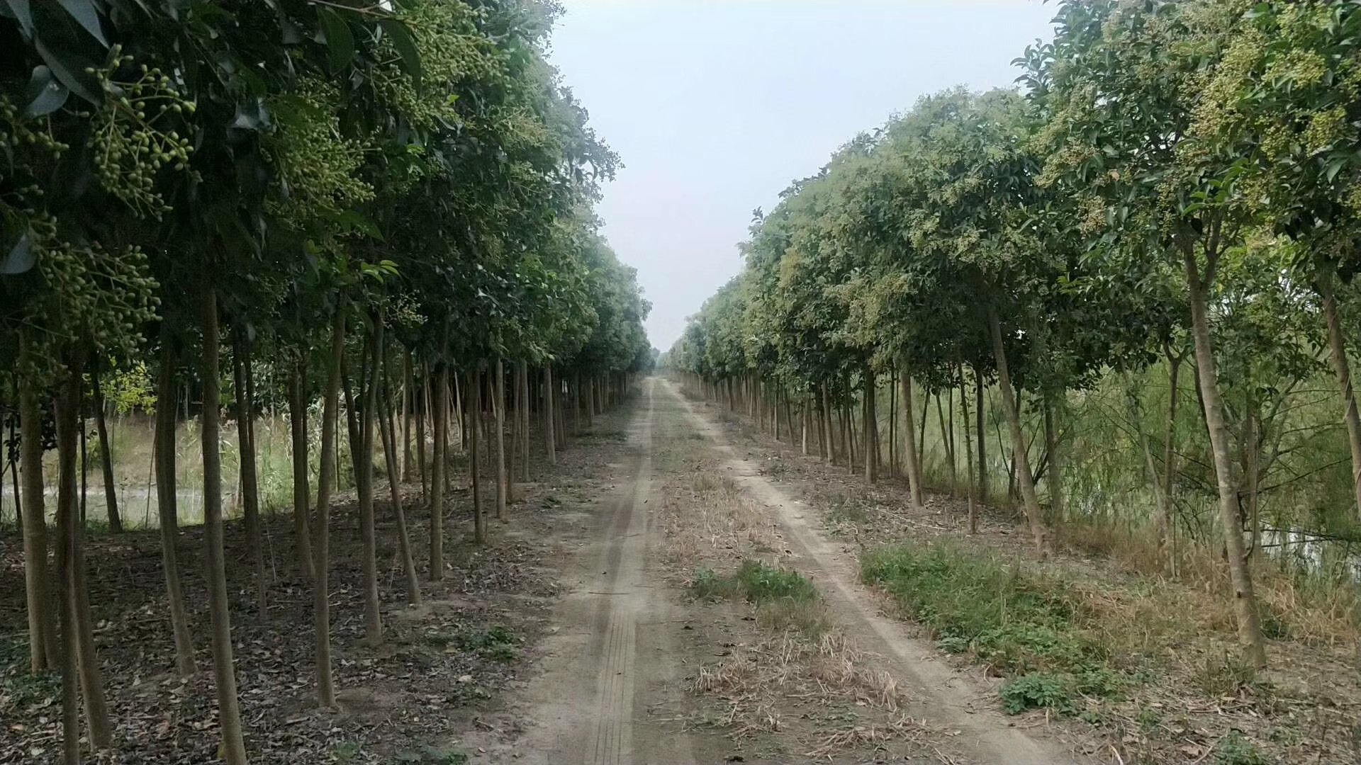 大叶女贞在园林中的生长状态