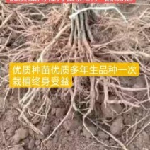 牡丹苗优质牡丹苗苗油用牡丹基地直发品质保证