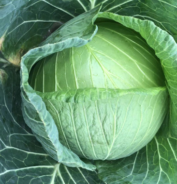 大量上市中,荣昌薄皮莲花白 脆莲白圆包