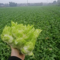 儿菜