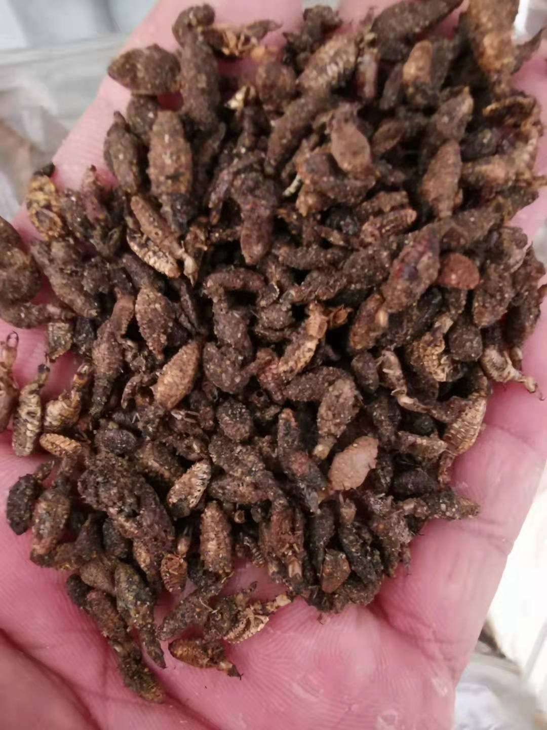 金沙牛10克野生清水地牯牛正品蚁狮金砂牛沙牛沙鸡金沙牛包