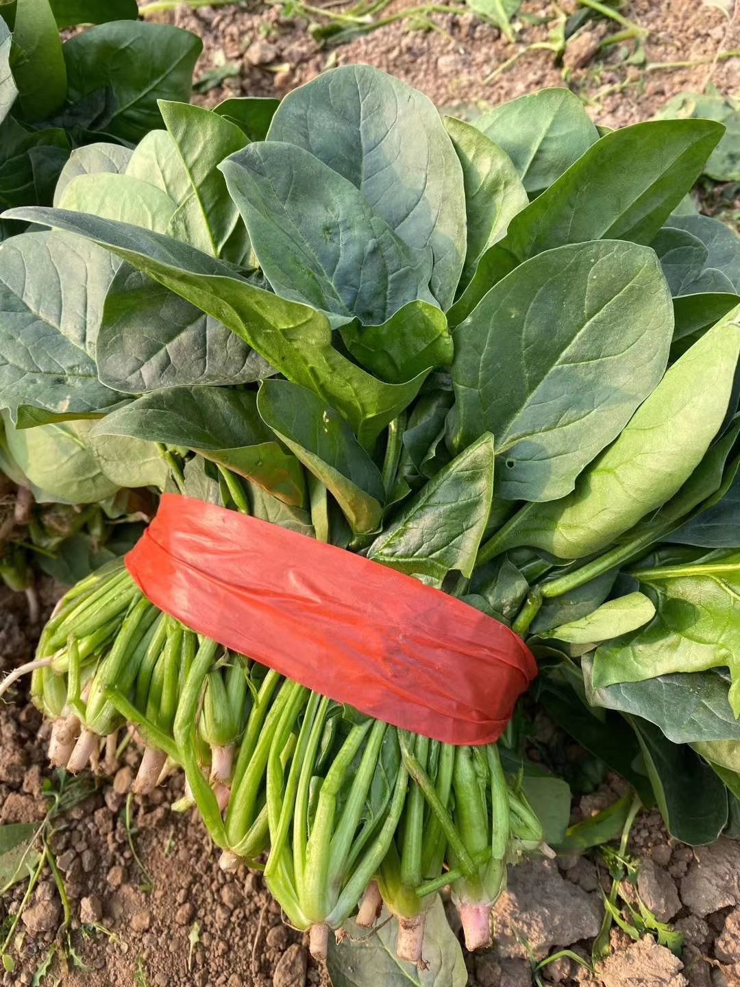 [菠菜批发]趴地波菜,6小棵,8---10公分颜色乌黑发亮价格1.