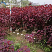 红叶乌桕树苗