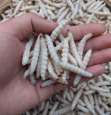[竹虫批发]竹虫 精品竹虫 速冻竹虫 干冻竹虫 无冰小竹虫价格66.00元/斤 - 一亩田