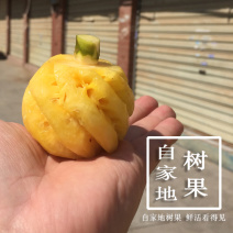 香水小菠萝云南现摘原产地直供支持一件代发