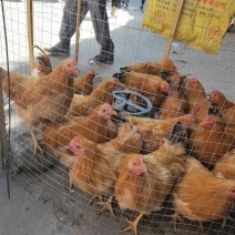 三黄大阎鸡