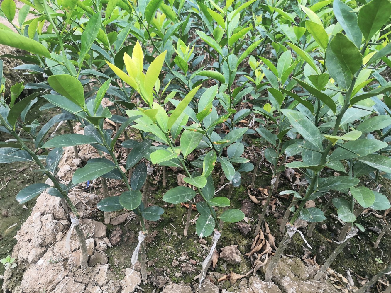 安岳县永盛柠檬专业合作社的技术培训现场