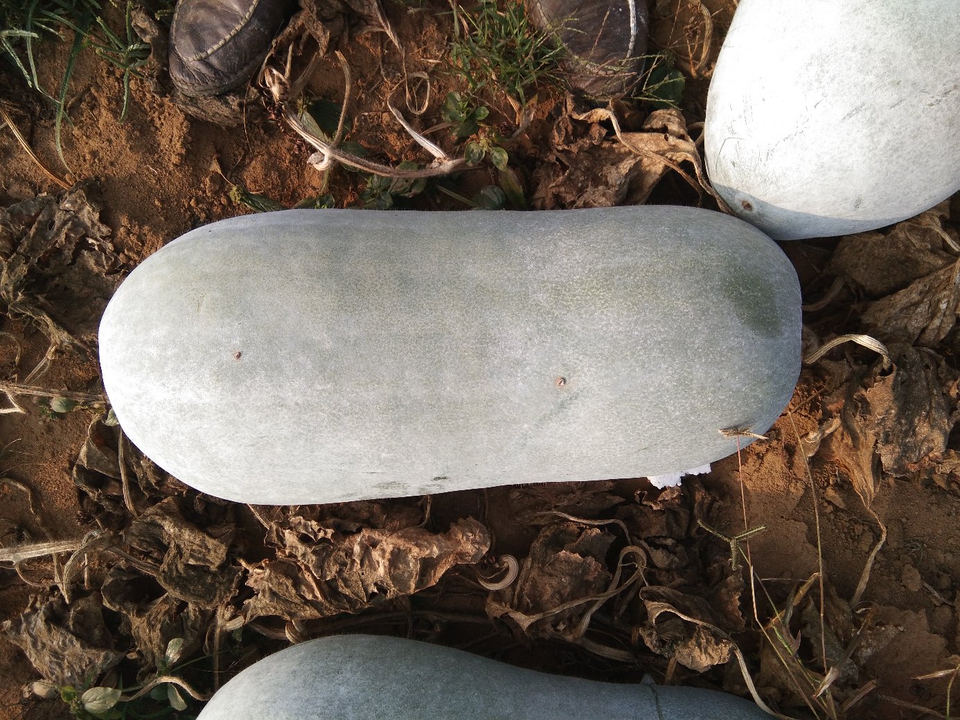 粉青大肉白皮冬瓜采收与分级现场