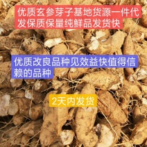 玄参芽优质改良玄参芽子玄参芽子大量供应