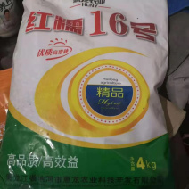 红糯16号糯高粱种子杂交种酿酒专用高粱种子