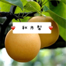 秋月梨树苗品种纯正，保湿发货死苗补发