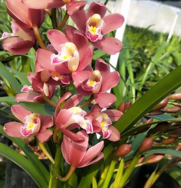 [兰花批发]广州从化基地一手货源自产自销新品种红宝石兰花上市价格