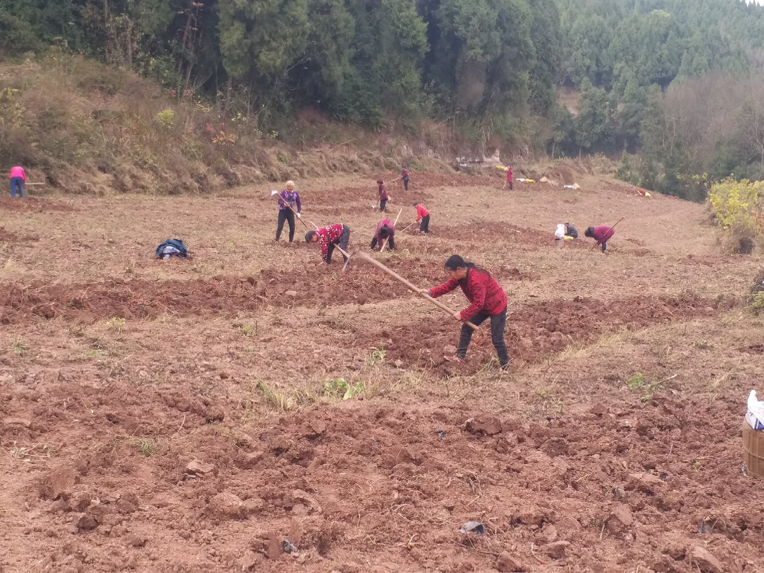 红参种植农户正在手工除草,展现无农药栽培过程 红参种植农户正在手工除草