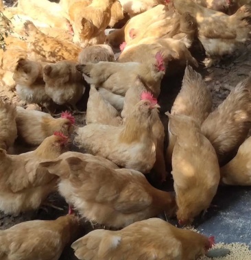 农科院胡须鸡苗,嫩口大苗,价格实惠,肉质好,滑嫩香