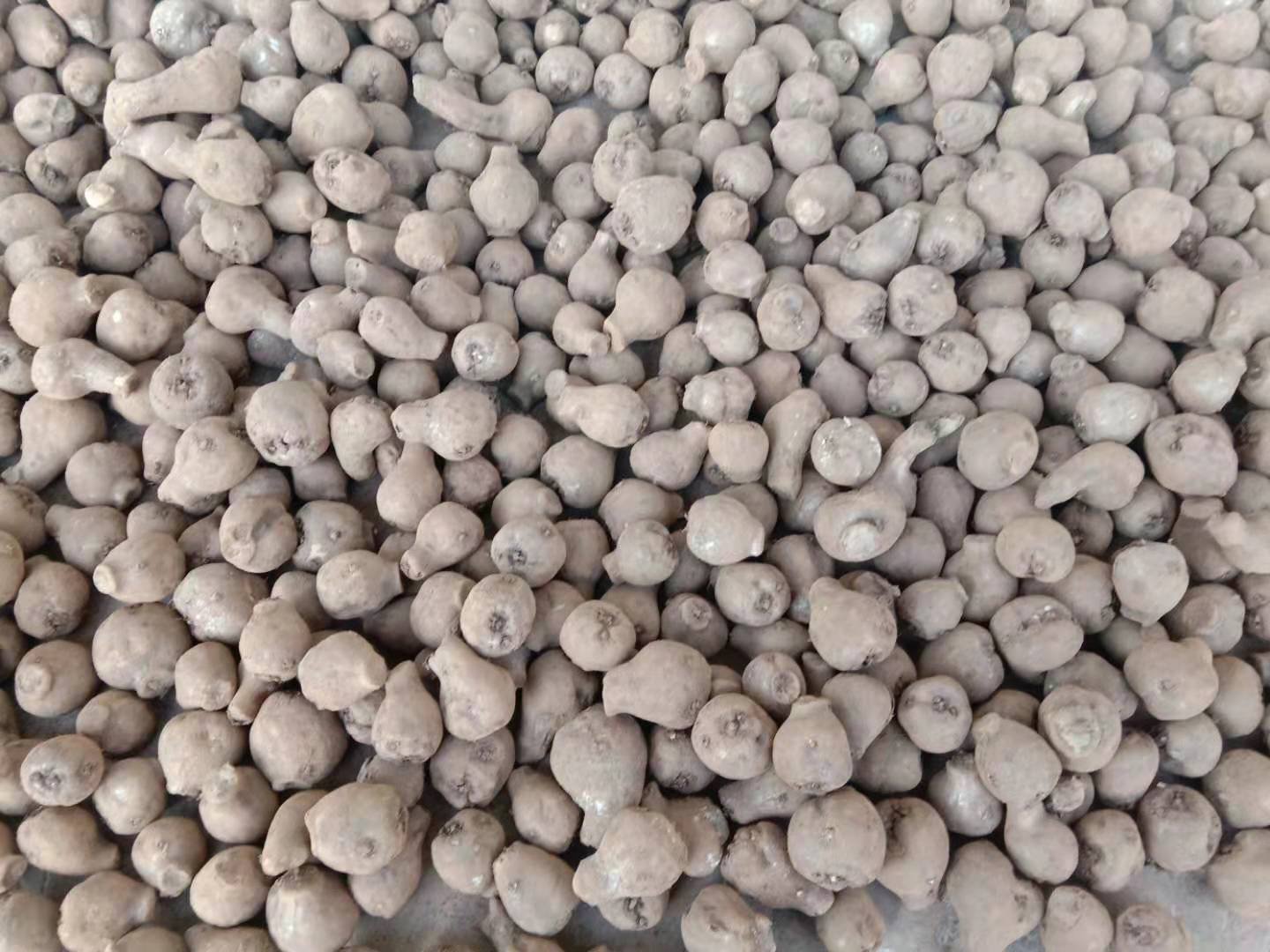 白魔芋一,二代.和珠牙魔芋一,二代种子.