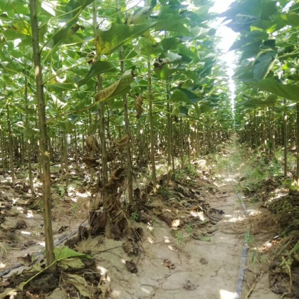 商丘楸树价格行情走势 - 一亩田