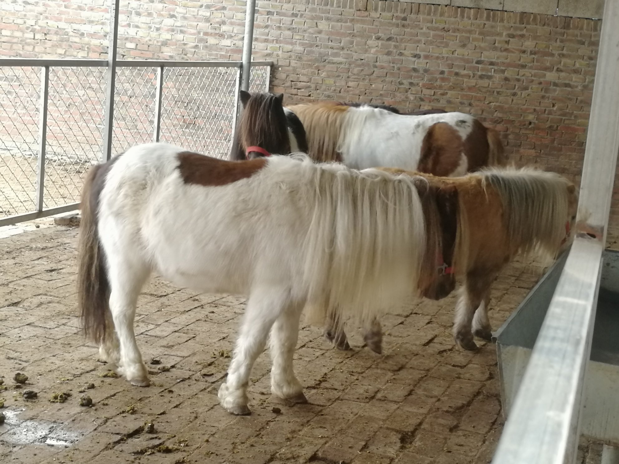 一群不同毛色的设特兰矮马在围栏内自由活动，背景为现代化牧场建筑