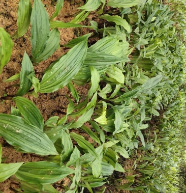 毛慈菇,干鲜,,,,