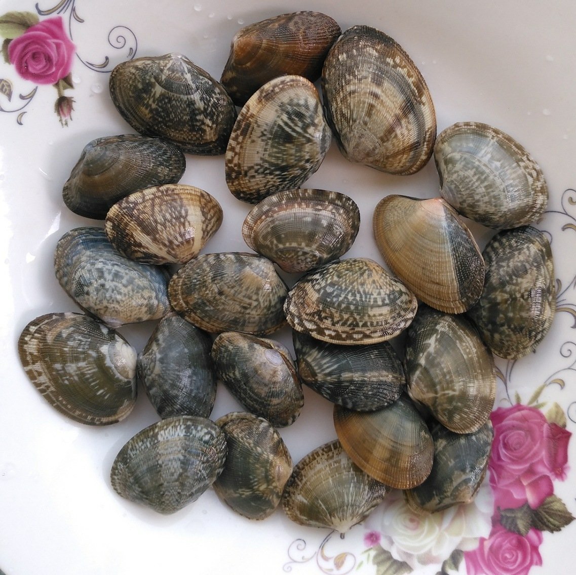 花蛤特写镜头