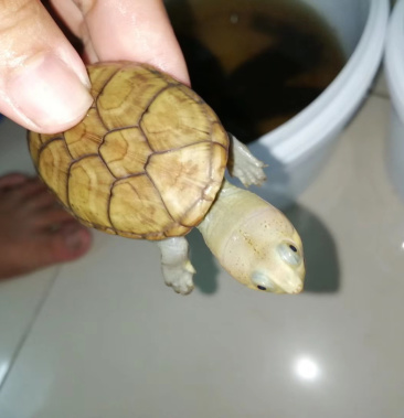 [乌龟苗批发]出售窄桥苗子价格1600.00元/个 - 一亩田