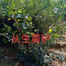 从生黄栌，大棵从生黄栌
