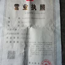 金丝皇菊茶