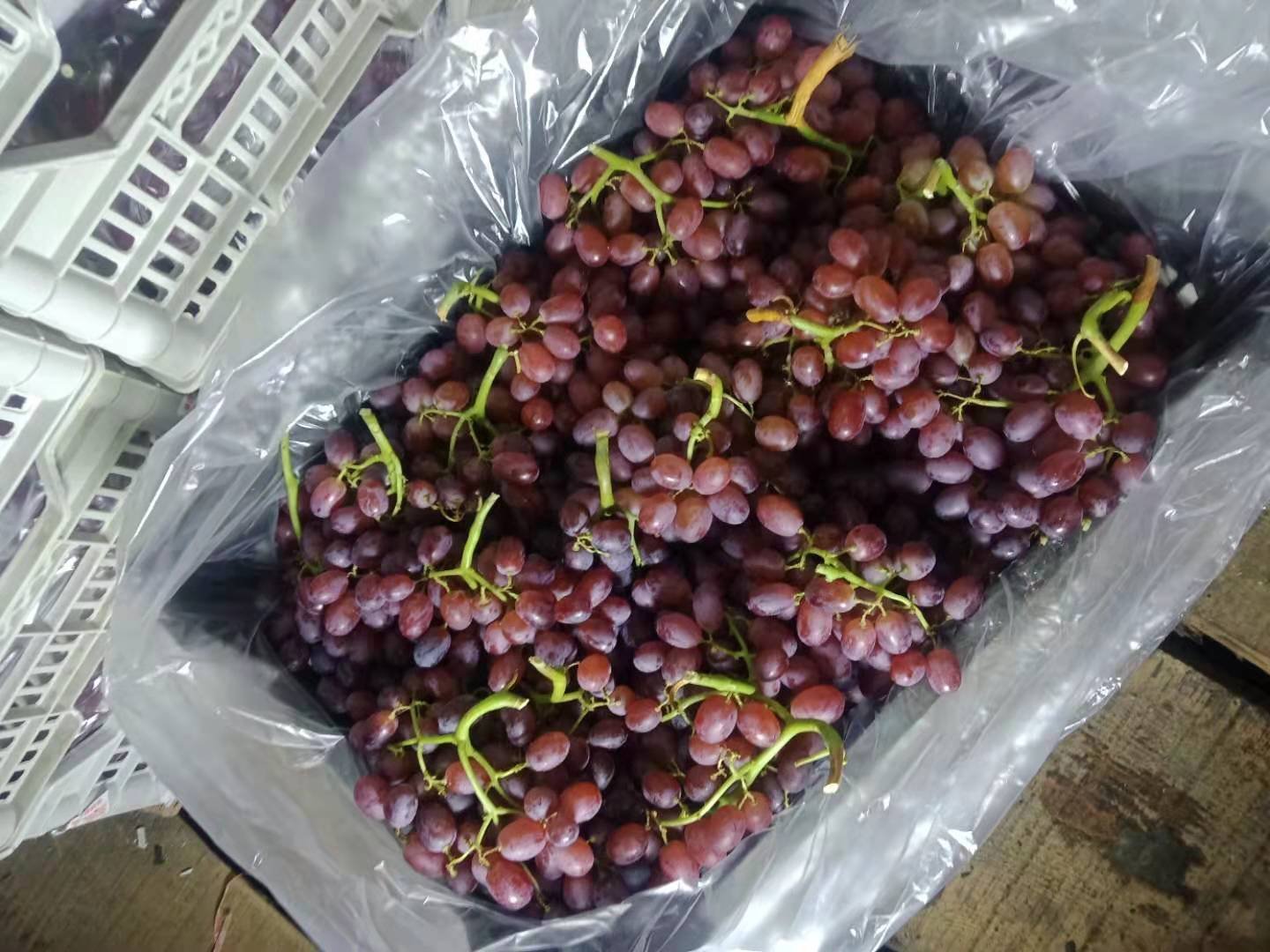 超市冷柜中陈列着多个品牌的预包装克伦生葡萄,透明盒装展示出深红色果实,标签注明产地、重量与价格,背景为其他水果货架,体现其商业化零售状态 超市货架上的克伦生葡萄包装盒