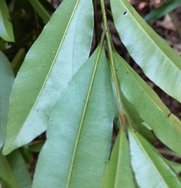 横经席跌打将军独脚枫