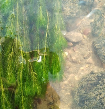 穗花狐尾藻伊乐藻黑叶轮藻狐尾藻金鱼藻水草大量供应