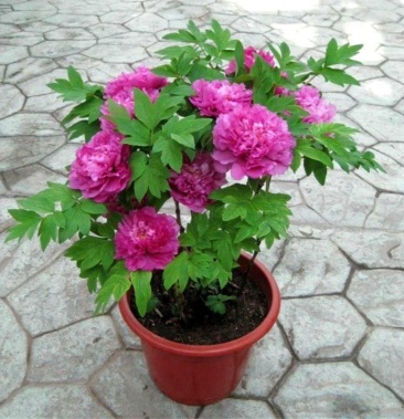 春节盆栽催花牡丹开花牡丹礼品牡丹