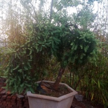 蓑衣油杉，紫薇，香樟，清香木低价出售！