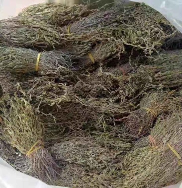 独脚金今年新货足干颜色绿一斤也是批发价欢迎光临