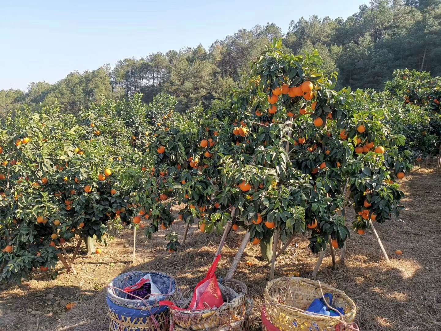 几位游客身穿休闲服装,在茂密的脐橙树间弯腰采摘,手中拿着剪刀和装满橙子的竹篮,脸上洋溢着笑容,阳光透过树叶洒在他们身上,背景可见整齐排列的果树和指示牌写着‘金堂脐橙采摘区’ 游客在金堂脐橙园中采摘