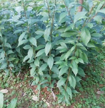 奈李小苗,出售当年嫁接李子苗