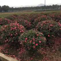 湖南茶梅球，茶梅小苗，优质茶梅小苗，茶梅价格，茶梅基地