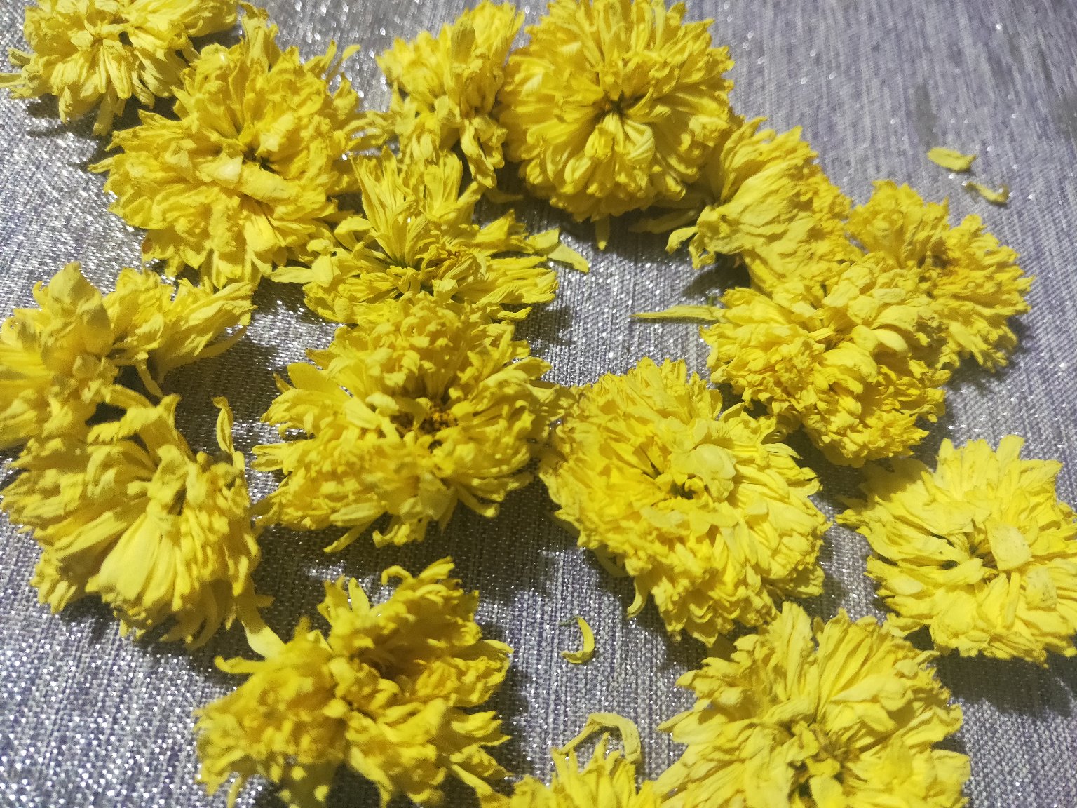 金丝皇菊干花实物图,花瓣细密、色泽金黄,呈现出高品质菊花茶的特征 金丝皇菊茶干花特写