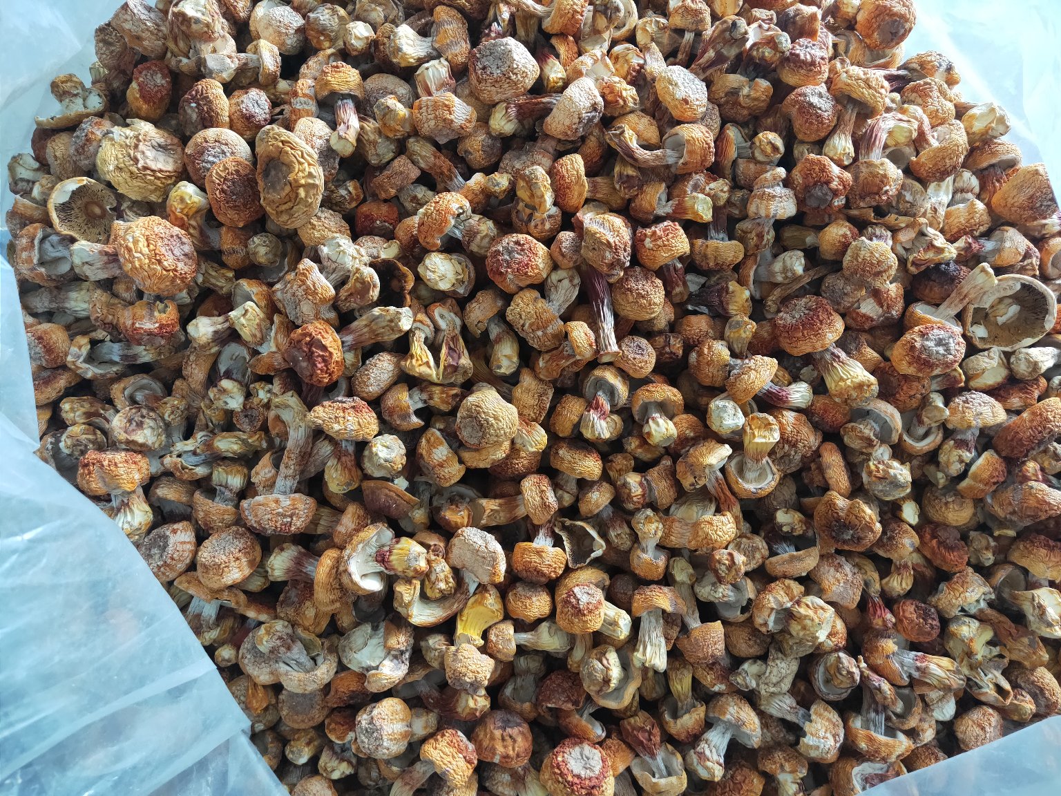 展示新鲜姬松茸的清洗、去根和切片过程 姬松茸清洗与处理图