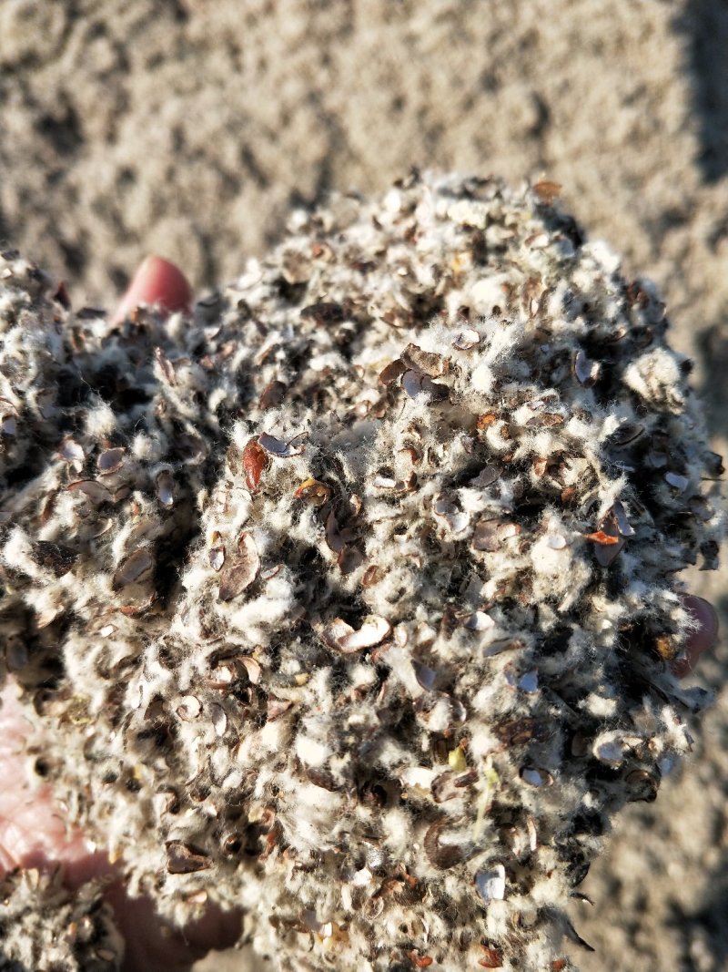 棉籽壳新疆棉籽壳中壳中绒蘑菇种植食用菌栽培